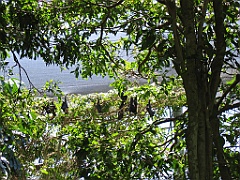 CairnsTC271 Wildlife Habitat